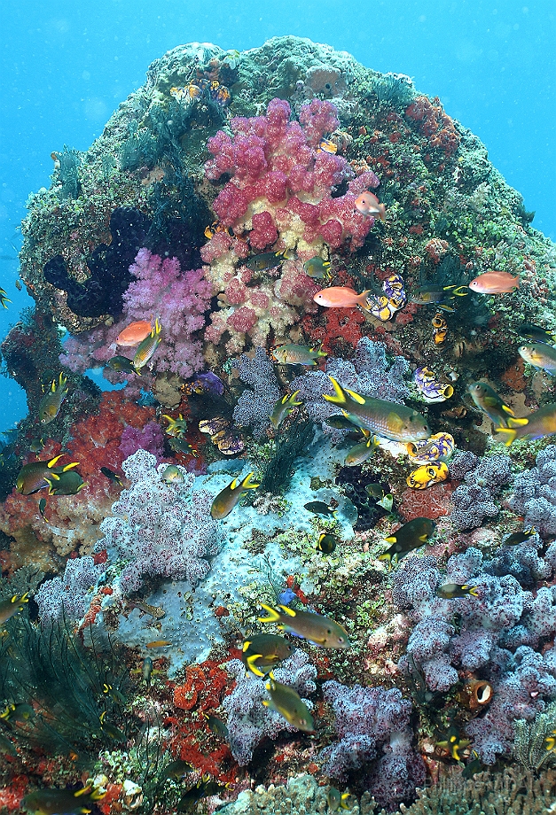 Raja Ampat 2016 - Corail - IMG_5230_rc.jpg